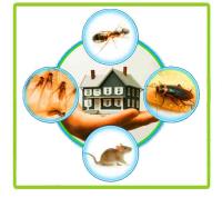 Commercial Pest Control Canberra image 2